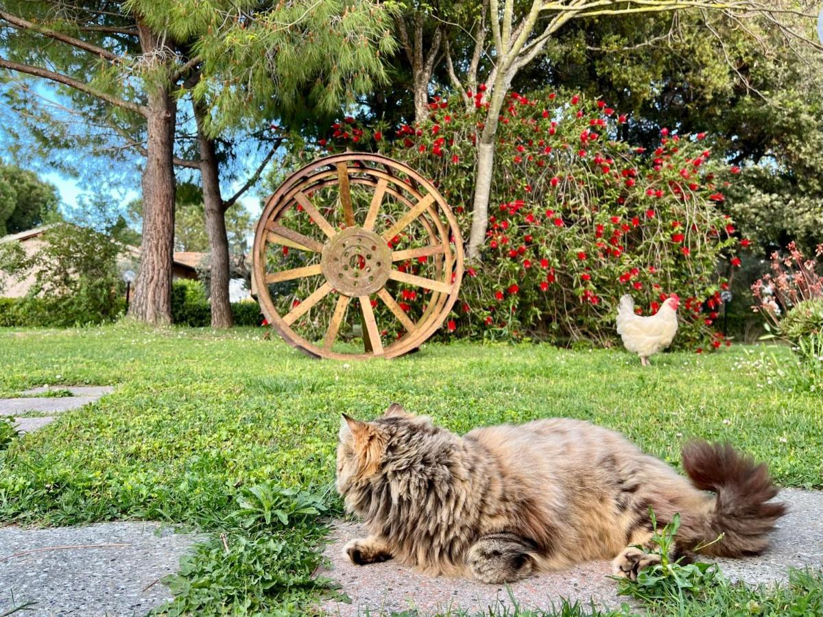 Agriturismo Salcino โกรเซตโต ภายนอก รูปภาพ