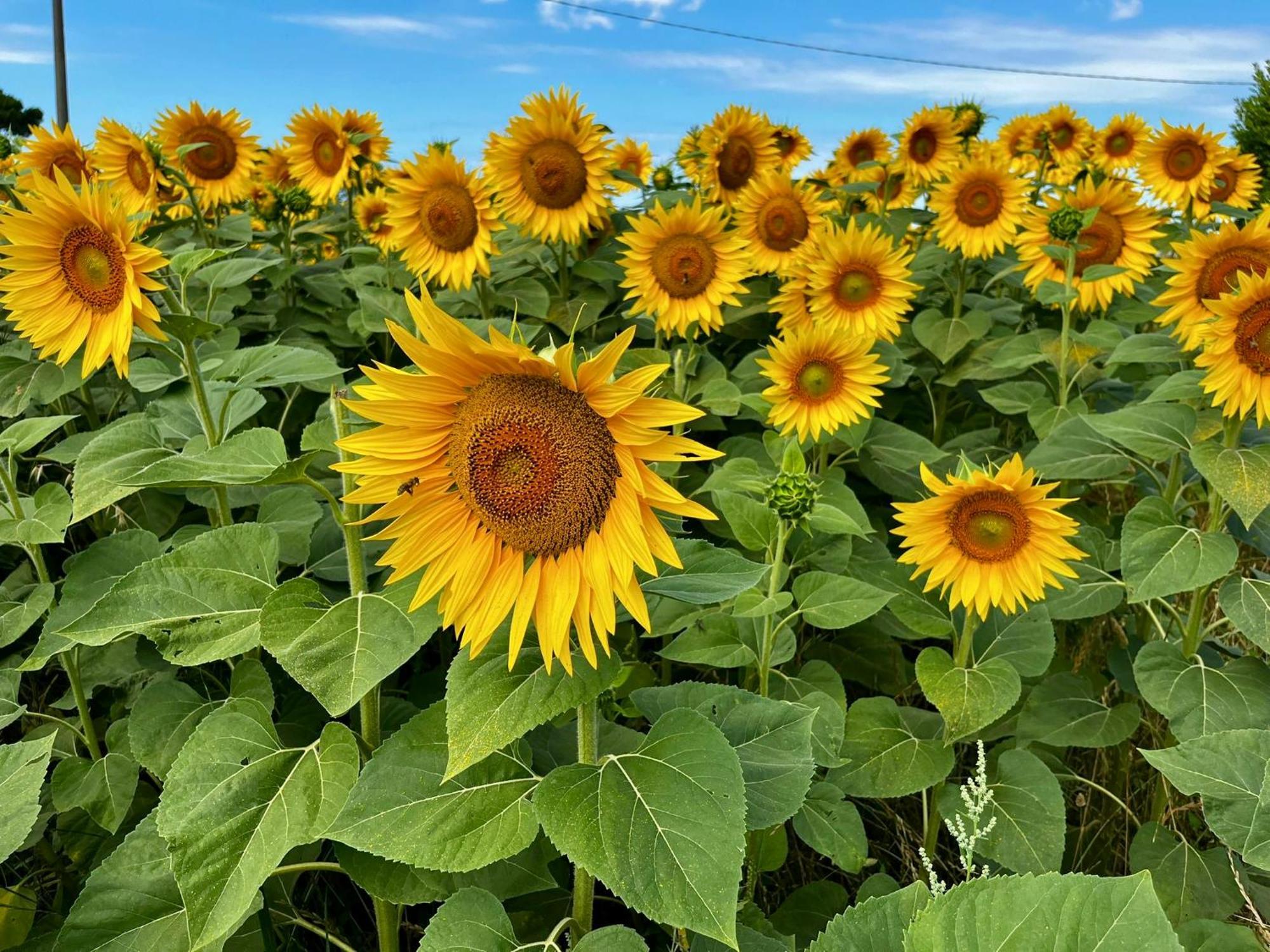Agriturismo Salcino โกรเซตโต ภายนอก รูปภาพ