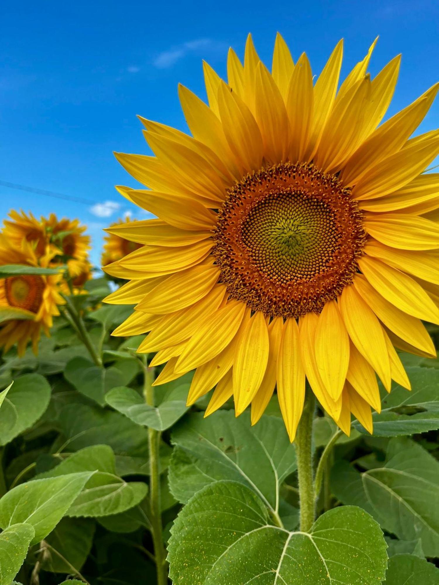Agriturismo Salcino โกรเซตโต ภายนอก รูปภาพ